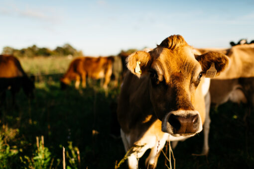 Rural Raw Milk - Pick up at Farmgate - Image 2