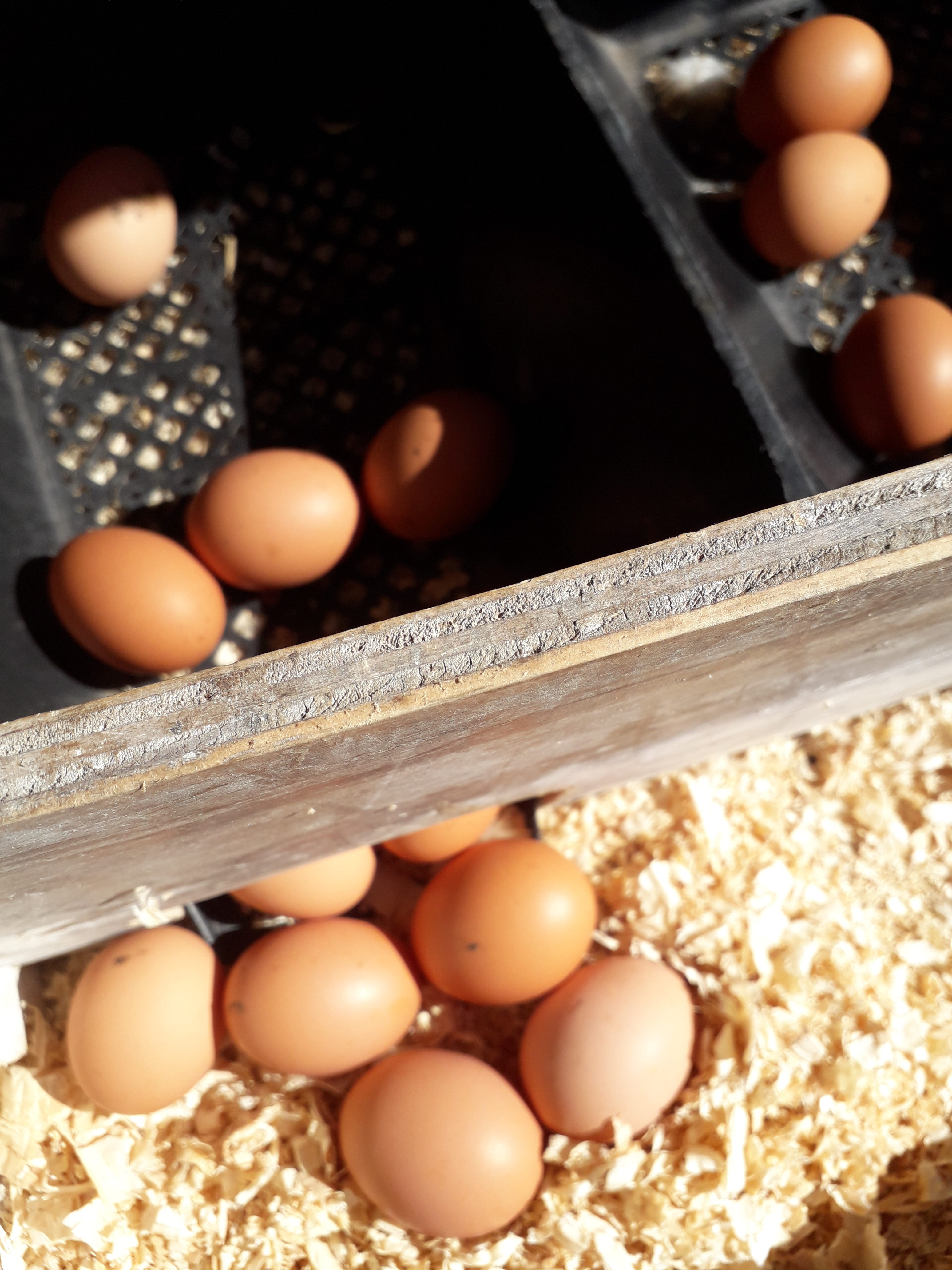 free range eggs and organic eggs