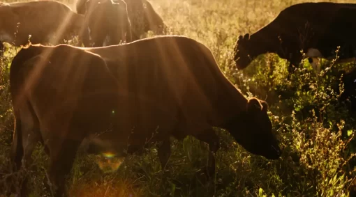 Organic Milk Jersey Cows Grazing