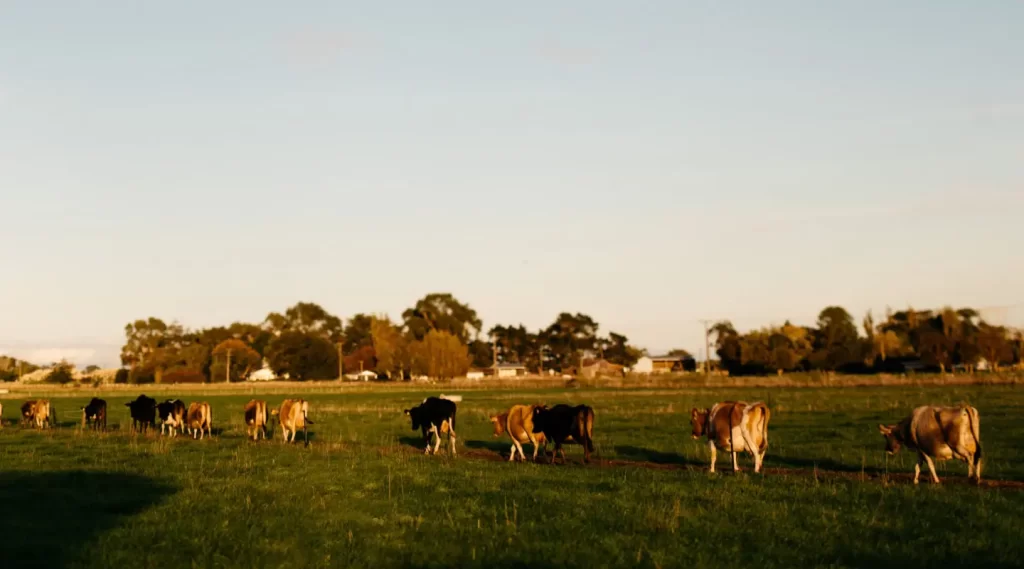 Organic Jersey Cows